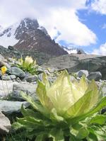 天山、雪蓮花渾然天成