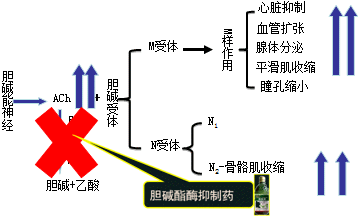 有機磷酸酯類的中毒機制和解救方法