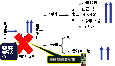 有機磷酸酯類的中毒機制和解救方法