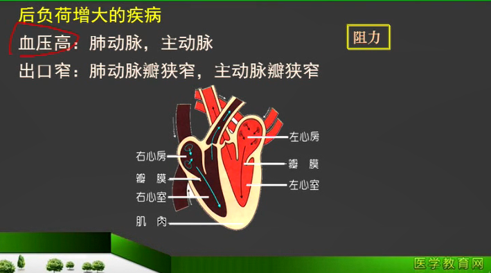 心臟的前負荷和后負荷