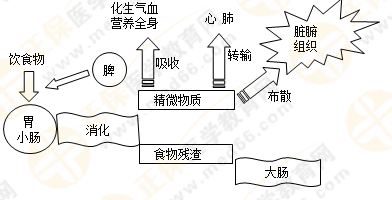 《中藥學(xué)綜合知識與技能》的藏象