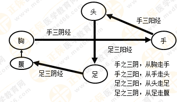 專(zhuān)業(yè)師資帶你學(xué)（九）：執(zhí)業(yè)藥師《中藥綜》經(jīng)絡(luò)與經(jīng)絡(luò)系統(tǒng)！5圖2表！