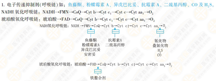 氧化磷酸化的調(diào)節(jié) 