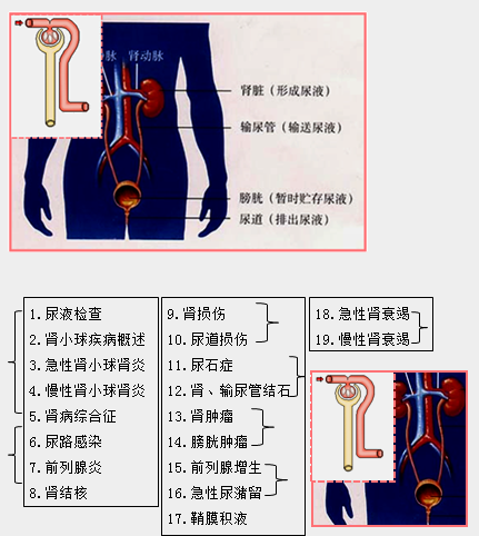 臨床執(zhí)業(yè)助理醫(yī)師泌尿系統(tǒng)特點(diǎn)及19個(gè)重點(diǎn)小結(jié)