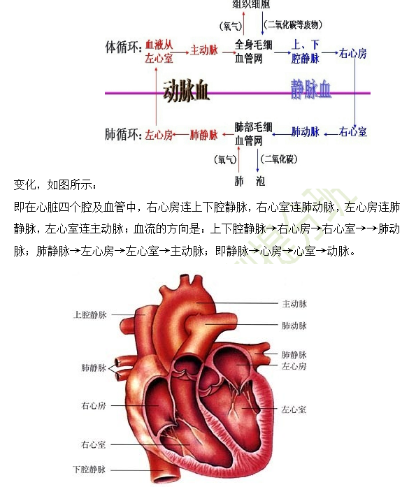 2019年臨床助理醫(yī)師心血管系統(tǒng)16個(gè)高頻考點(diǎn)速記！