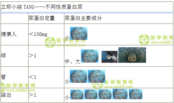 不同性質(zhì)蛋白尿