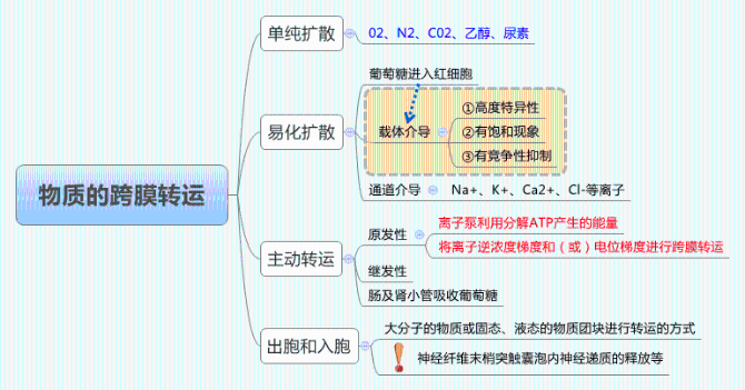 物質(zhì)的跨膜運轉(zhuǎn)