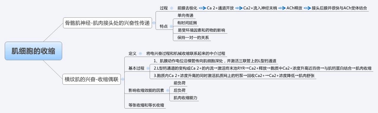 肌細(xì)胞的收縮