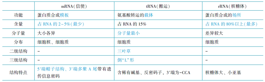 RNA的結構與功能