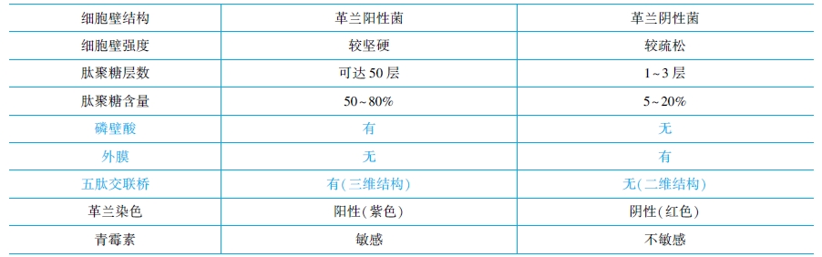 革蘭氏陽性菌與陰性菌結構特點