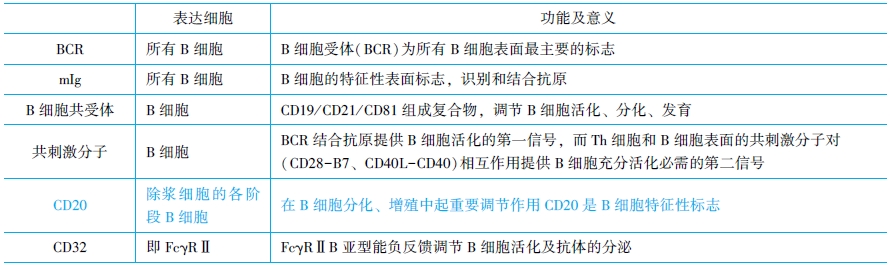 B淋巴細(xì)胞