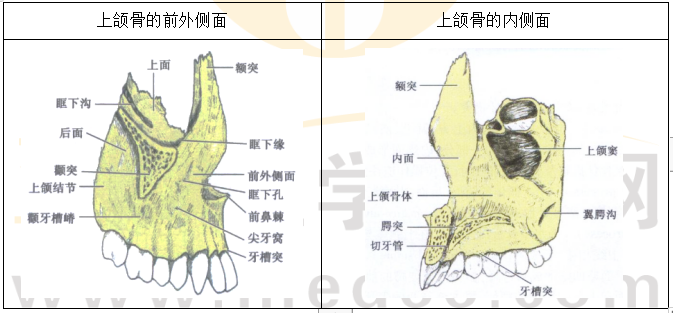 上頜骨