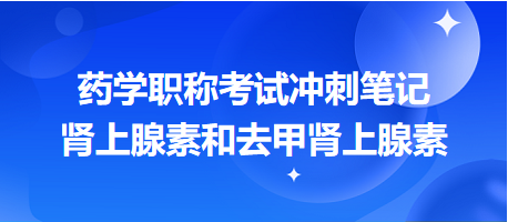 腎上腺素和去甲腎上腺素-2024藥學職稱考試沖刺筆記