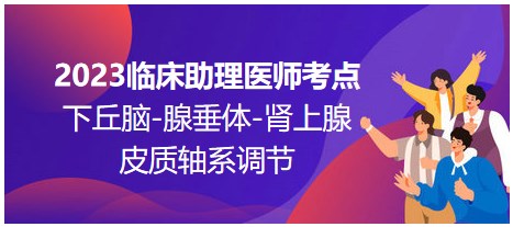 2023臨床助理醫(yī)師考點(diǎn)；下丘腦-腺垂體-腎上腺皮質(zhì)軸系調(diào)節(jié)